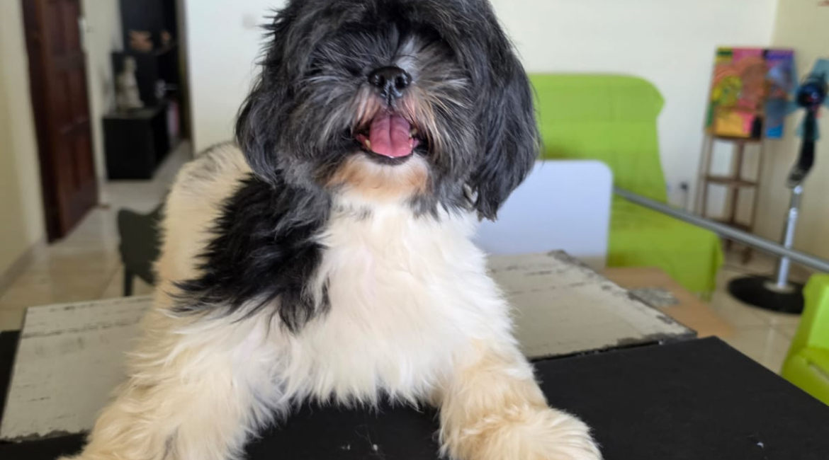 Lila - femelle- 6 ans 